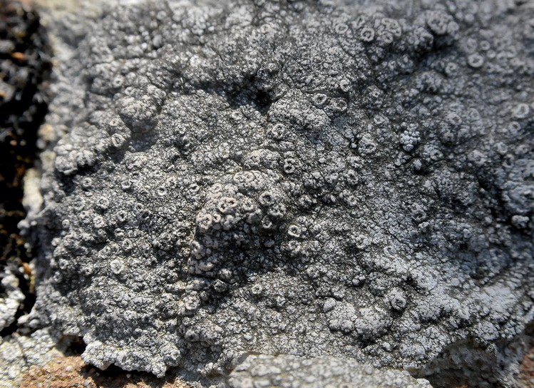 Lichene crostoso del Chianti